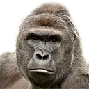 :ikemen_gorilla2: